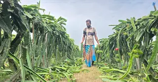 ড্রাগন বাগান কেটে দিলো দুর্বৃত্তরা; ক্ষোভে ক্ষেতেই স্ট্রোক করলেন কৃষক